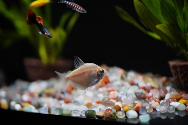 599元懶人養(yǎng)魚利器！當(dāng)貝智能魚缸1 Ultra圖賞