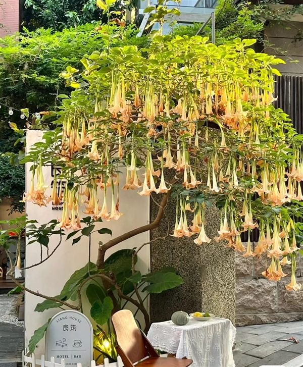 劇毒的曼陀羅花蜜也敢吃：昆明小松鼠的膽兒真大