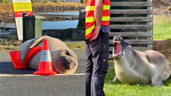 網(wǎng)紅海豹再次光臨澳洲 太受歡迎一不小心可能被安樂(lè)死