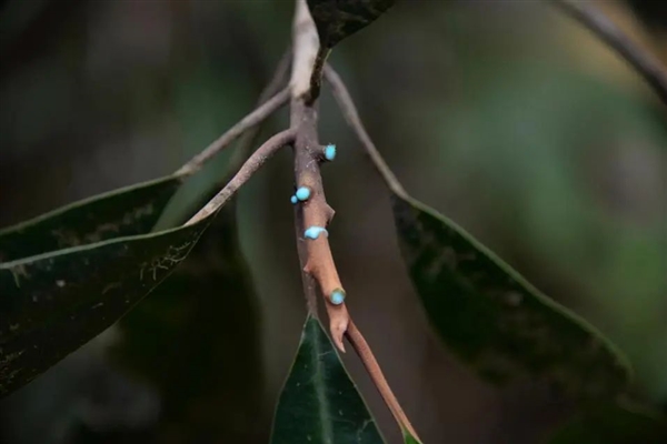 太平洋一座小島有種神奇的樹：割開樹皮流出鎳含量25%的汁液