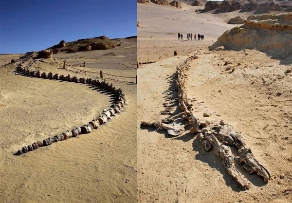 鯨魚(yú)谷：這里有好多像是中國(guó)龍骨架一樣的化石