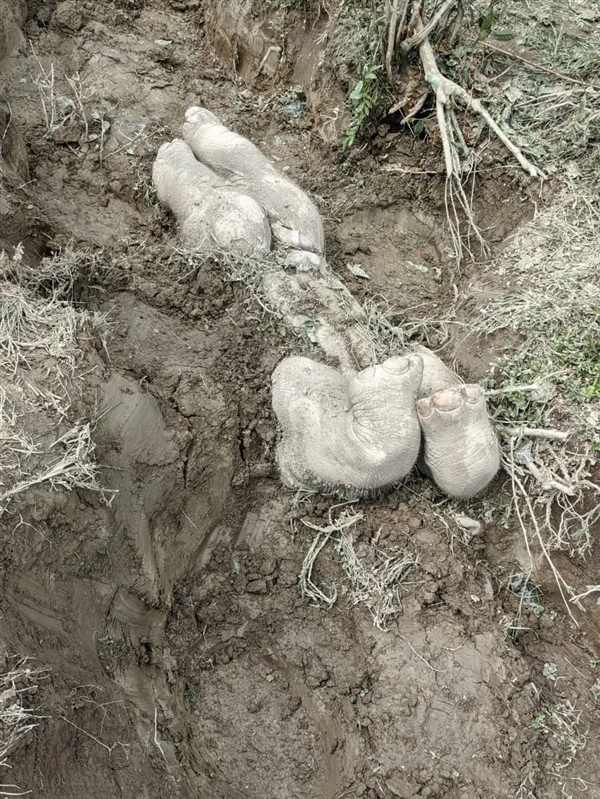 科學(xué)家首次公布亞洲象埋葬小象：似乎在舉行葬禮