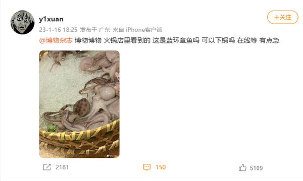 火鍋店內(nèi)驚現(xiàn)劇毒藍(lán)環(huán)章魚 網(wǎng)友在線請(qǐng)教：還好沒吃