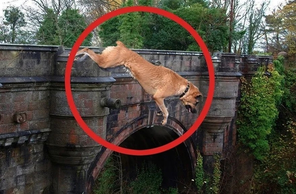 詭異的英國(guó)“死亡之橋”：600多只狗先后一躍而下