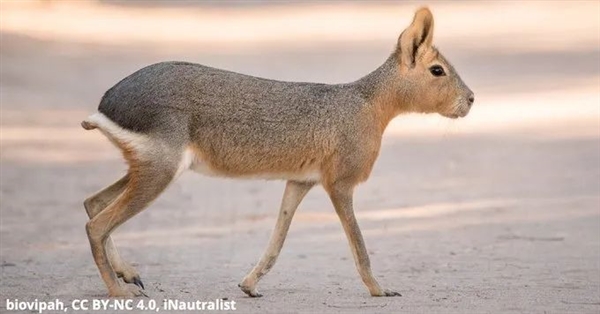 像極了野兔的“大老鼠”：表達(dá)愛意時竟然互相泚尿！