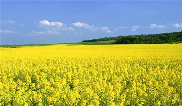 太平洋一座小島有種神奇的樹：割開樹皮流出鎳含量25%的汁液