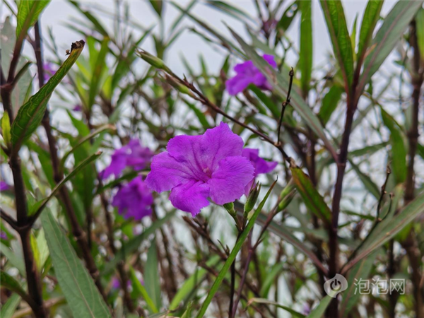 榮耀90 GT上手：游戲滿幀 性能釋放堪比驍龍8 Gen3旗艦