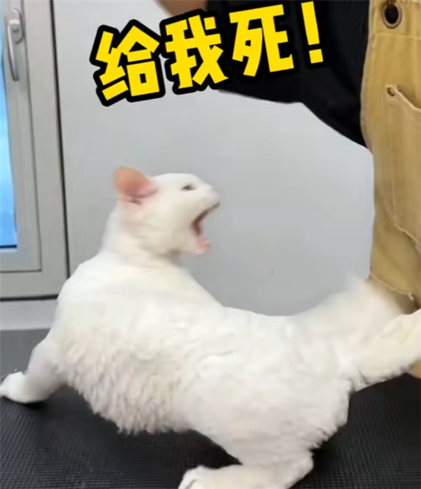 這年頭不會(huì)拍抖音 已經(jīng)不配跑外賣了(圖9) 這年頭不會(huì)拍抖音 已經(jīng)不配跑外賣了