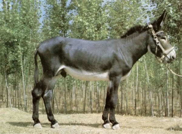 驢肉好吃 驢皮可以做阿膠 為什么不大范圍養(yǎng)驢呢