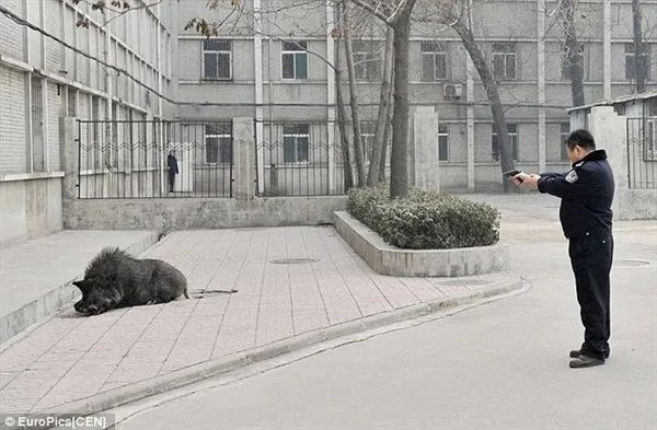 捕一頭賺1萬！江蘇邀請野豬獵人狩獵 網(wǎng)友：我能參與嗎