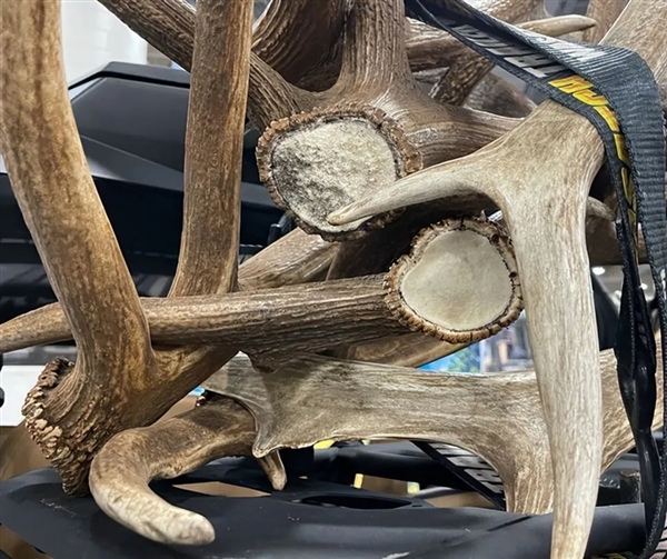 鹿角每年都會自然脫落：為何我們還要割鹿茸 而不是去撿