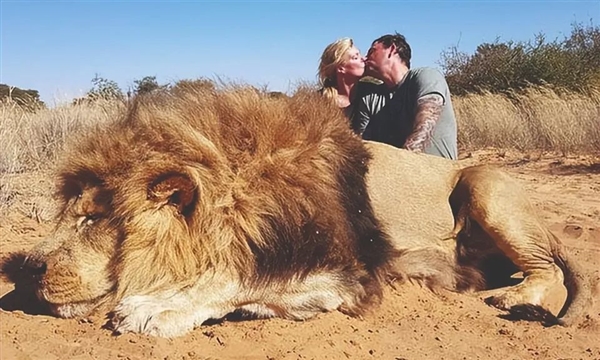 獅子不如豬！活著是獵物 死了賣肉賣骨頭：在南非居然合法