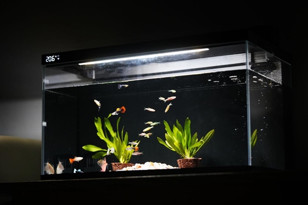 599元懶人養(yǎng)魚利器！當(dāng)貝智能魚缸1 Ultra圖賞