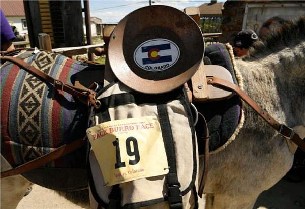 美國趕驢馬拉松爆火：一人牽一驢 能不能贏 看驢心情