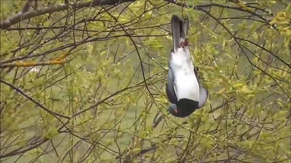 誰(shuí)能想到鳥也能喝醉：差點(diǎn)命都沒了