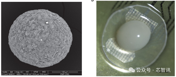 全球首個(gè)生物計(jì)算平臺(tái)上線！16個(gè)類腦器官、功耗僅百萬(wàn)分之一