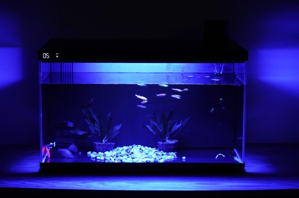 599元懶人養(yǎng)魚利器！當(dāng)貝智能魚缸1 Ultra圖賞