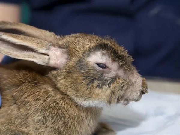 幾千年了 狂犬病為什么還是幾乎100％死亡率？