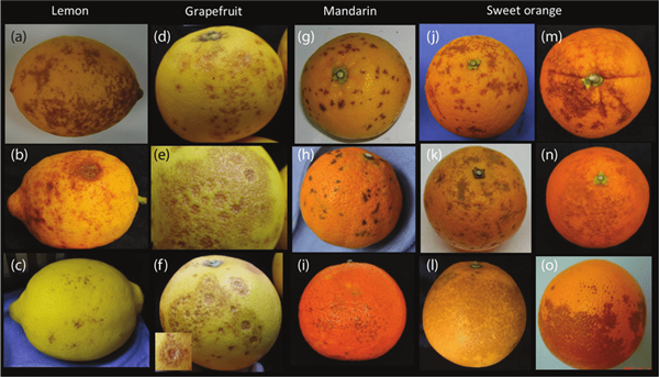 家人們 這兩類水果在冰箱里真的不要放一起！
