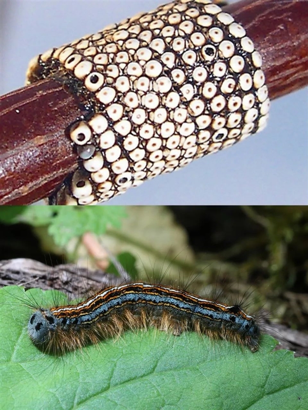 蜘蛛成精了嗎！福建驚現(xiàn)巨型“蜘蛛網(wǎng)” 一夜織成30多平方