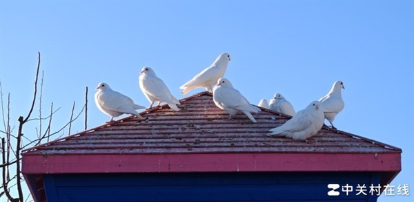 榮耀Magic6 Pro上手體驗：比遙遙領先還要領先