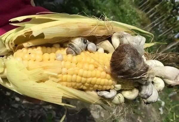 中國失傳1000年的主食！現(xiàn)在又成了“土豪米”：還要從國外進口