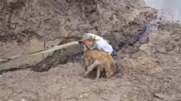 詭異的英國(guó)“死亡之橋”：600多只狗先后一躍而下