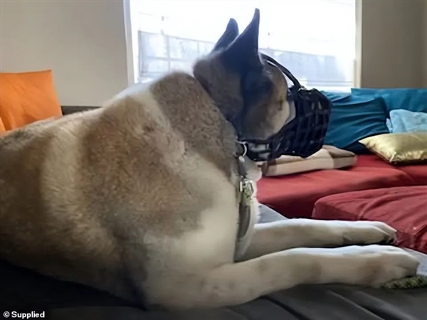 澳洲秋田犬咬傷三人！為何多國(guó)禁養(yǎng)？看似軟糯本質(zhì)是斗狗