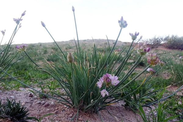 這種能讓羊肉不膻的神奇蔬菜 99%的人都沒吃過