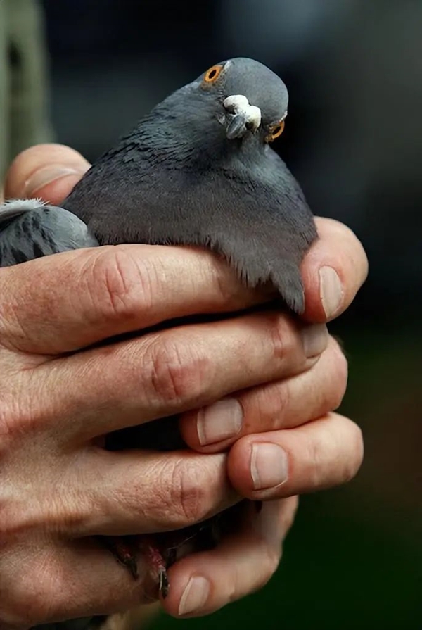 誰(shuí)能想到鳥也能喝醉：差點(diǎn)命都沒了