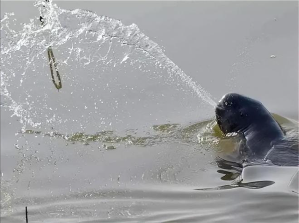 太不可思議了：灰海豹吐水襲擊老鷹