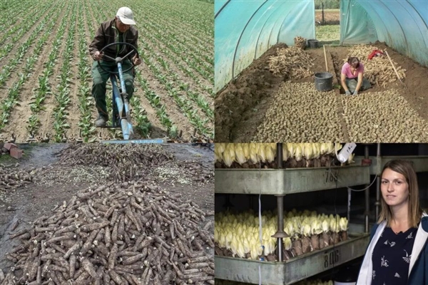 比利時打造蔬菜奢侈品：形似白菜 又苦又貴 還想在中國大賣