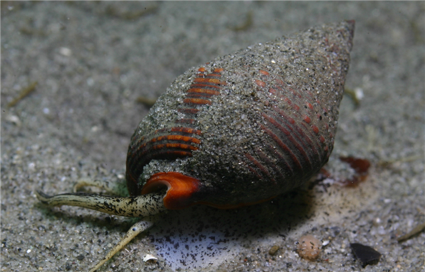 女子吃了兩捧割香螺心跳驟停 醫(yī)生科普：有劇毒 1個都可致命