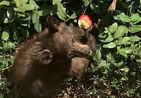 野生黑熊突然不怕人類 還主動親近：研究發(fā)現(xiàn) 腦子壞了