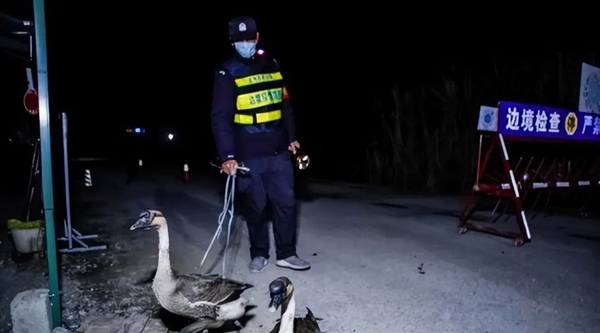 巴西監(jiān)獄用鵝看犯人:不奇怪 中國邊境有500只編制鵝巡邏(圖6) 巴西監(jiān)獄用鵝看犯人:不奇怪 中國邊境有500只編制鵝巡邏