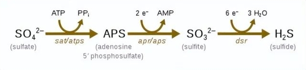 最讓人絕望的解釋：史上最嚴(yán)重的物種大滅絕只是因?yàn)橐淮位蜣D(zhuǎn)移