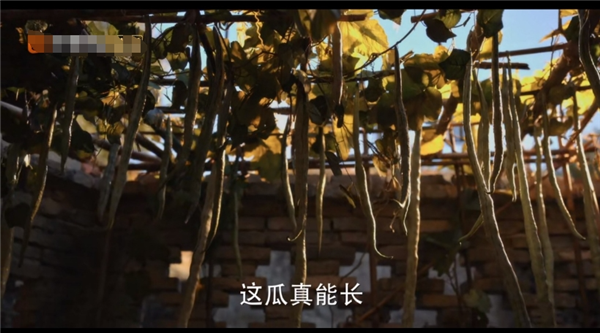 鈣含量比牛奶還高！這種瓜促排便、熱量超低：真的建議你試試