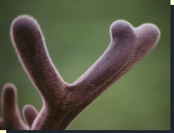 鹿角每年都會自然脫落：為何我們還要割鹿茸 而不是去撿