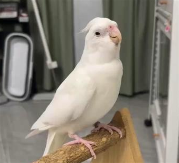 鸚鵡愛啃主人腳嘴巴感染腳氣：治療花費400多