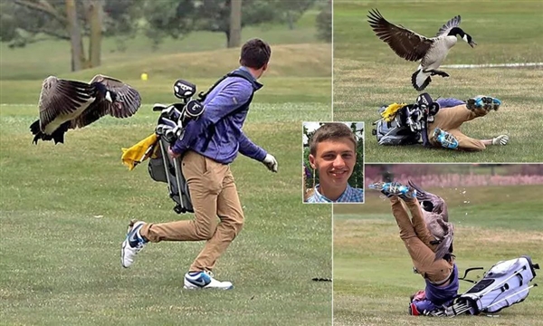 巴西監(jiān)獄用鵝看犯人:不奇怪 中國邊境有500只編制鵝巡邏(圖9) 巴西監(jiān)獄用鵝看犯人:不奇怪 中國邊境有500只編制鵝巡邏