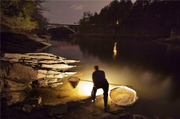 國外黑市鰻魚苗賣到1公斤5800歐：中國養(yǎng)殖鰻這么多為何不出口