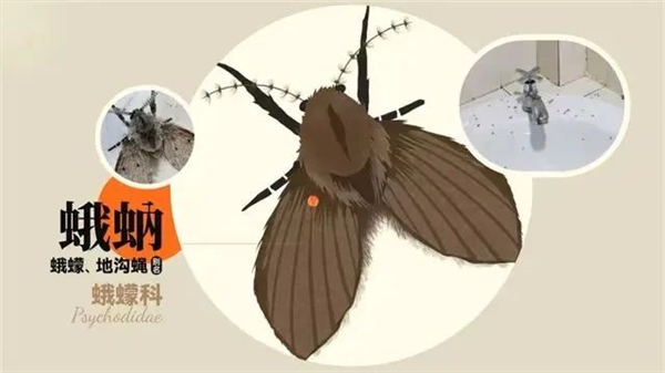隨手拍死小飛蟲(chóng) 男子被迫摘除眼球！你家衛(wèi)生間就有