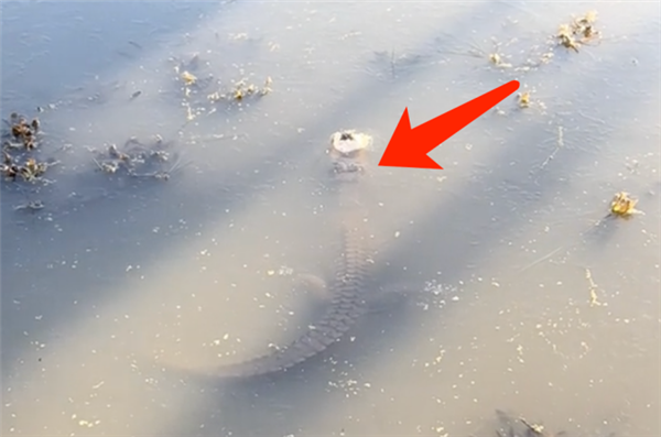 鱷魚被凍成冰棍后還能蘇醒嗎 冰凍鱷魚的鼻子我勸你別摸！