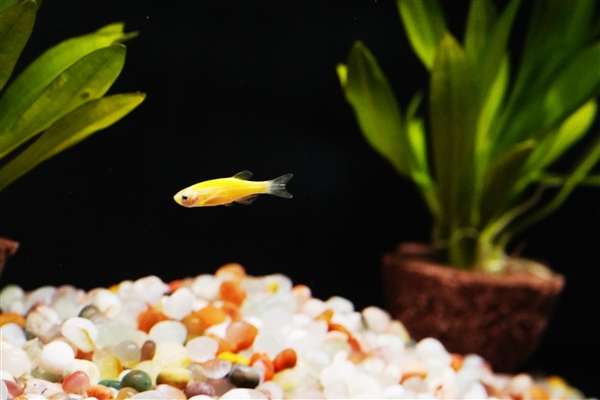 599元懶人養(yǎng)魚利器！當(dāng)貝智能魚缸1 Ultra圖賞