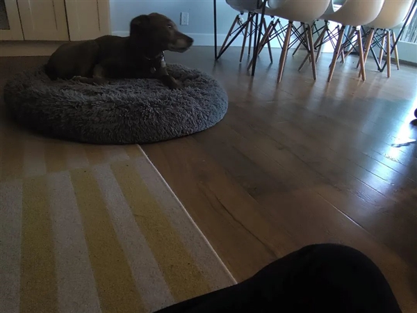 要顛覆iPhone的Ai Pin：還不如小米手環(huán)！