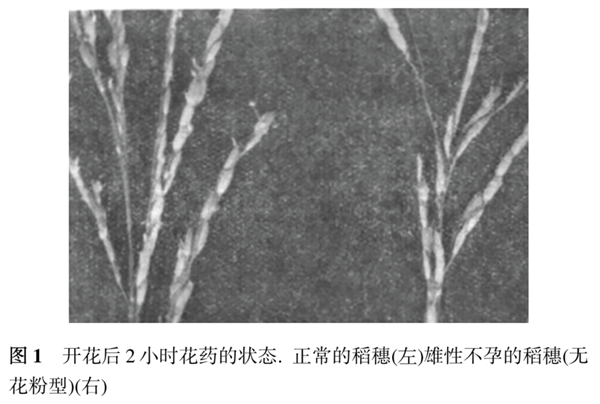 間諜竊取我國(guó)雜交水稻種子 后果有多嚴(yán)重(圖5) 間諜竊取我國(guó)雜交水稻種子 后果有多嚴(yán)重