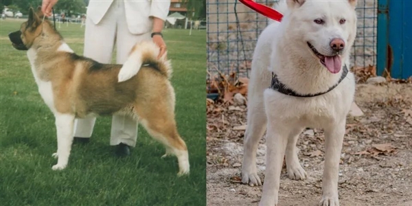 澳洲秋田犬咬傷三人！為何多國(guó)禁養(yǎng)？看似軟糯本質(zhì)是斗狗