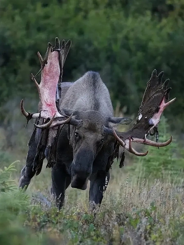 鹿角每年都會自然脫落：為何我們還要割鹿茸 而不是去撿