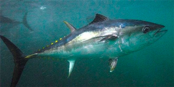 鲇魚很臟 是“垃圾魚”的傳言是錯(cuò)的！解答來(lái)了