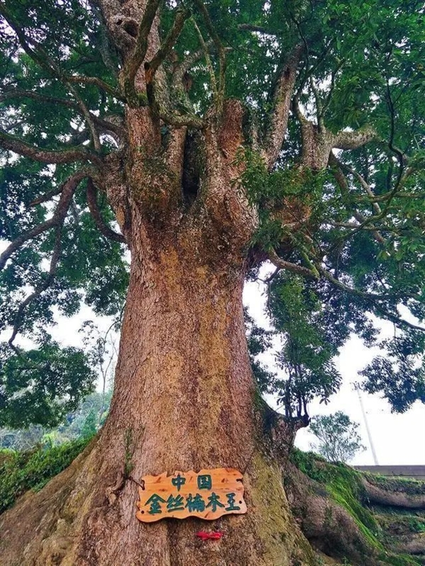 長(zhǎng)在懸崖上的2600歲楠木王多次被盜：為何如此值錢(qián)？